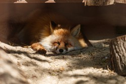 Обитатели зоопарка ждут окончания режима самоизоляции