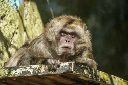 Обитатели зоопарка ждут окончания режима самоизоляции