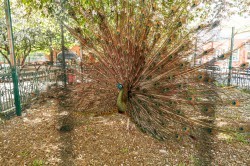 Обитатели зоопарка ждут окончания режима самоизоляции