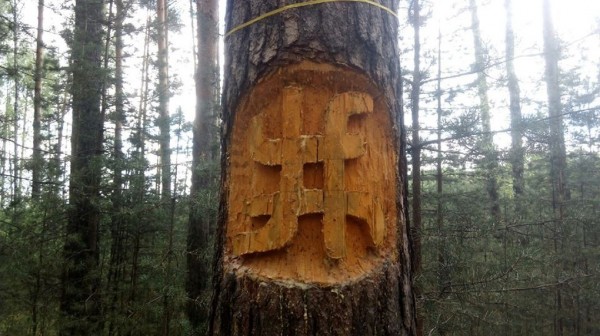Деревья в лесу под Березовским заклеймили мистическими знаками. В деле разбираются лесники и религиоведы