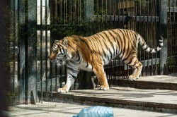 Обитатели зоопарка ждут окончания режима самоизоляции