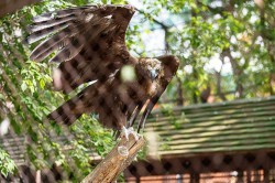 Обитатели зоопарка ждут окончания режима самоизоляции