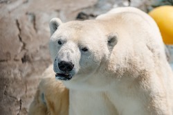 Обитатели зоопарка ждут окончания режима самоизоляции