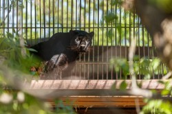 Обитатели зоопарка ждут окончания режима самоизоляции