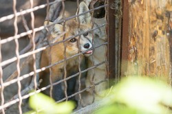 Обитатели зоопарка ждут окончания режима самоизоляции