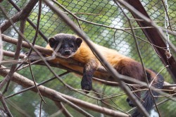 Обитатели зоопарка ждут окончания режима самоизоляции