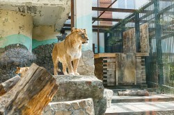 Обитатели зоопарка ждут окончания режима самоизоляции