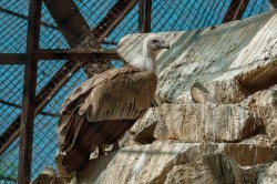 Обитатели зоопарка ждут окончания режима самоизоляции