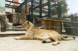 Обитатели зоопарка ждут окончания режима самоизоляции