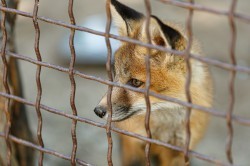 Обитатели зоопарка ждут окончания режима самоизоляции