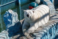 Обитатели зоопарка ждут окончания режима самоизоляции