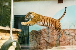 Обитатели зоопарка ждут окончания режима самоизоляции