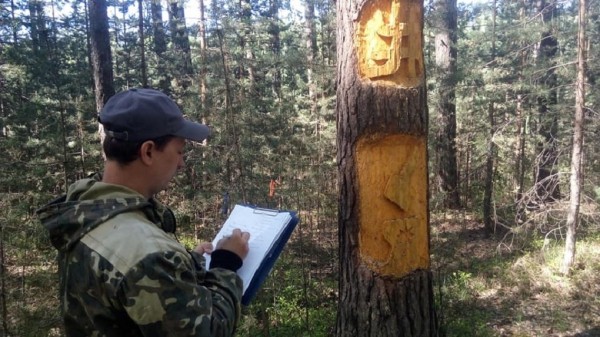 Деревья в лесу под Березовским заклеймили мистическими знаками. В деле разбираются лесники и религиоведы