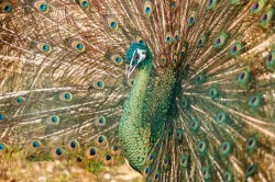 Обитатели зоопарка ждут окончания режима самоизоляции