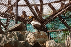 Обитатели зоопарка ждут окончания режима самоизоляции