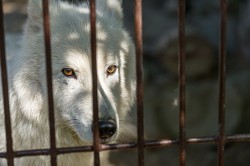 Обитатели зоопарка ждут окончания режима самоизоляции