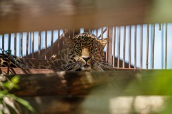 Обитатели зоопарка ждут окончания режима самоизоляции