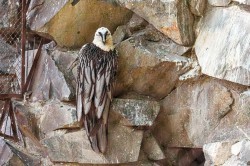 Обитатели зоопарка ждут окончания режима самоизоляции