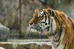 Обитатели зоопарка ждут окончания режима самоизоляции