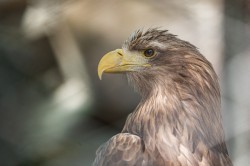 Обитатели зоопарка ждут окончания режима самоизоляции