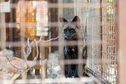 Обитатели зоопарка ждут окончания режима самоизоляции