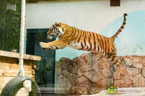 Обитатели зоопарка ждут окончания режима самоизоляции