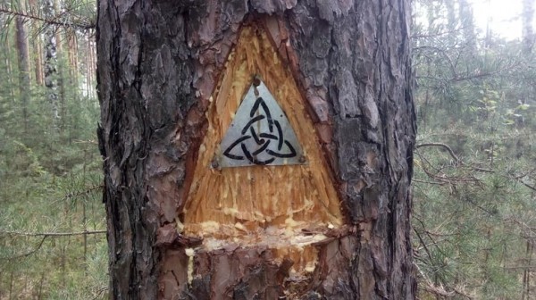 Деревья в лесу под Березовским заклеймили мистическими знаками. В деле разбираются лесники и религиоведы