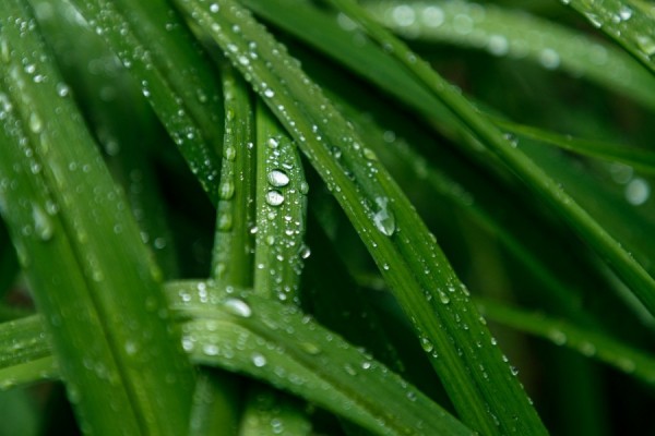 Погода в Екатеринбурге на среду: тепло и моросящий дождь