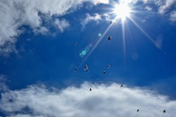 Белые голуби взмыли в небо над Плотинкой в память о погибших на войне