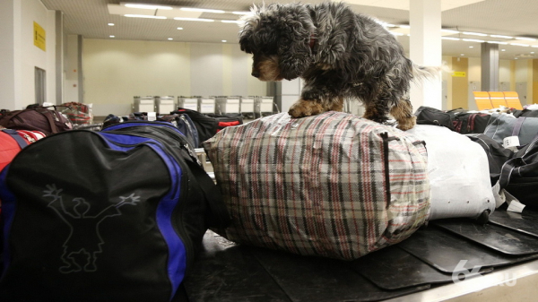 Из Азербайджана в Екатеринбург прибыли 146 россиян