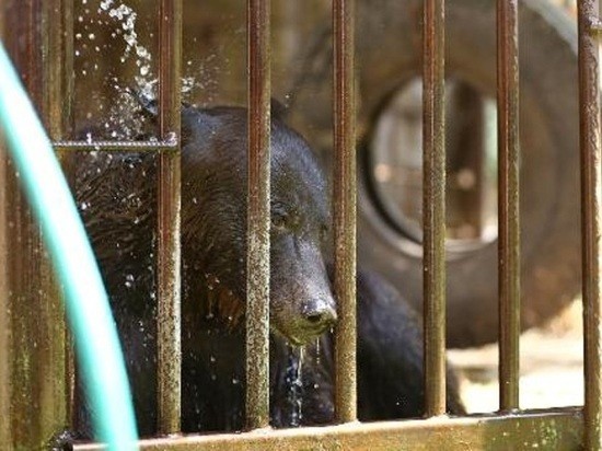Жители Белоярского ГО собрали для больной медведицы подарки Жители Белоярского ГО собрали для больной медведицы подарки