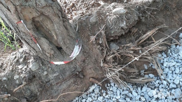 Прокуратура не нашла нарушений в реконструкции Зеленой рощи, где подрядчик перерубил корни деревьев