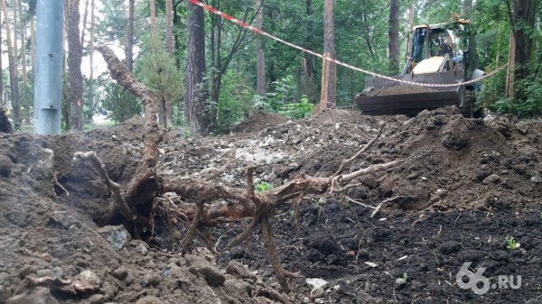 Прокуратура не нашла нарушений в реконструкции Зеленой рощи, где подрядчик перерубил корни деревьев