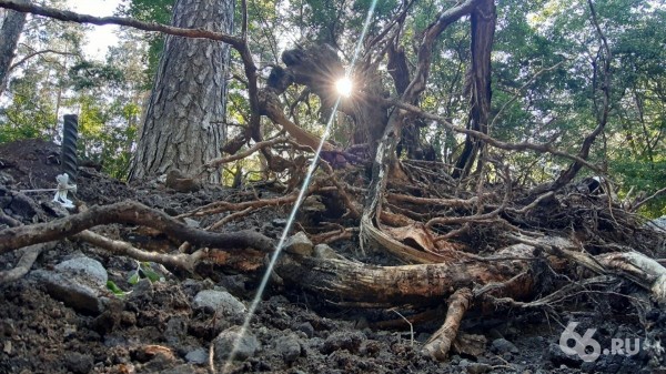 Прокуратура не нашла нарушений в реконструкции Зеленой рощи, где подрядчик перерубил корни деревьев