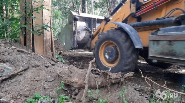 Прокуратура не нашла нарушений в реконструкции Зеленой рощи, где подрядчик перерубил корни деревьев