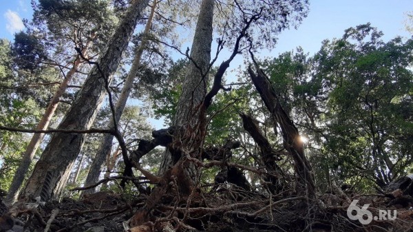 Прокуратура не нашла нарушений в реконструкции Зеленой рощи, где подрядчик перерубил корни деревьев