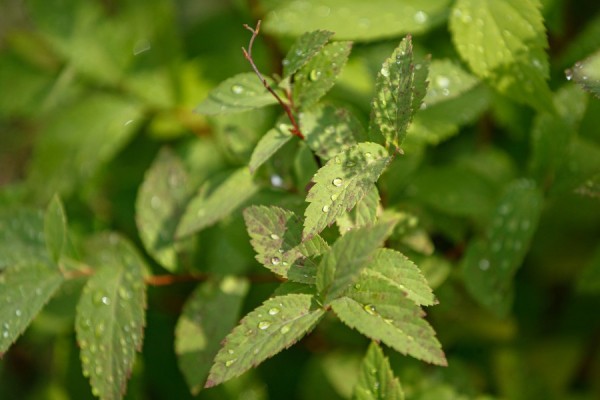 Синоптики предупредили уральцев о возможной грозе в Екатеринбурге