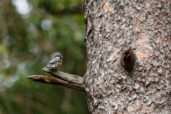 Вторник на Среднем Урале будет пасмурным