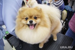 В Екатеринбурге женщина обратилась в суд из-за переросшей собаки