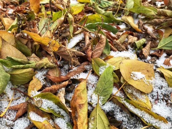 Новая рабочая неделя в Екатеринбурге начнется с заморозков Новая рабочая неделя в Екатеринбурге начнется с заморозков