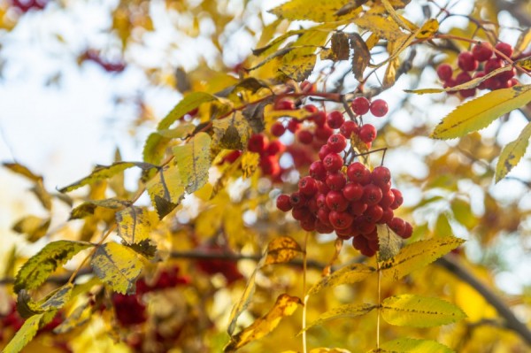 Пасмурная и ветреная погода сохранится в уральской столице