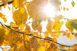 Названы регионы, в которые придет бабье лето