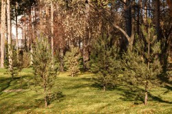 Экосовет проинспектировал несколько зелёных зон Екатеринбурга Экосовет проинспектировал несколько зелёных зон Екатеринбурга