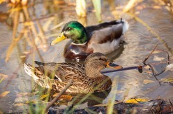 Экосовет проинспектировал несколько зелёных зон Екатеринбурга Экосовет проинспектировал несколько зелёных зон Екатеринбурга
