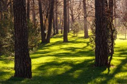 Экосовет проинспектировал несколько зелёных зон Екатеринбурга Экосовет проинспектировал несколько зелёных зон Екатеринбурга