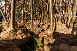 Экосовет проинспектировал несколько зелёных зон Екатеринбурга Экосовет проинспектировал несколько зелёных зон Екатеринбурга