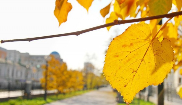 Метеорологи пообещали столице Урала ночные заморозки Метеорологи пообещали столице Урала ночные заморозки