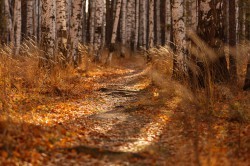 Экосовет проинспектировал несколько зелёных зон Екатеринбурга Экосовет проинспектировал несколько зелёных зон Екатеринбурга