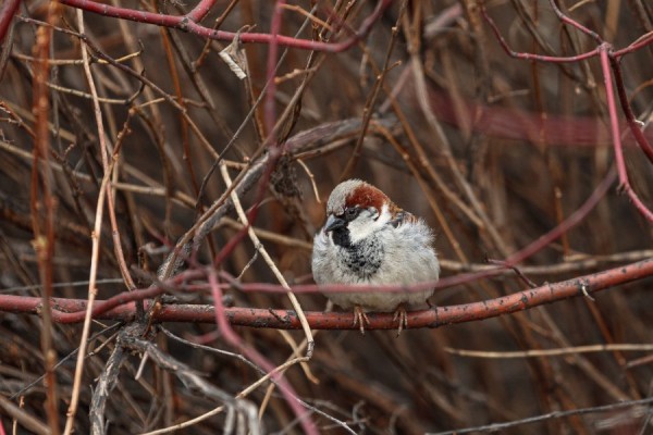 Синоптики пообещали уральцам ночные заморозки