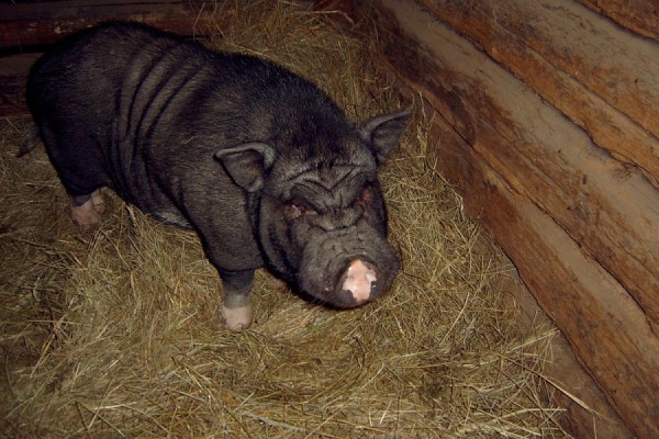 АЧС не пройдёт: выполнение правил позволит избежать заноса инфекции